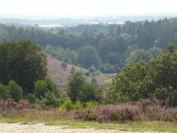 The IJssel river, trees and purple heather on the southwest side of the Posbank hill, viewed from the top