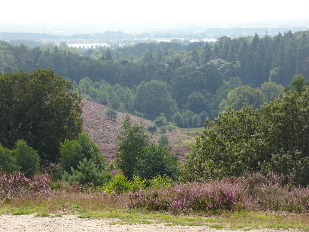 The IJssel river, trees and purple heather on the southwest side of the Posbank hill, viewed from the top