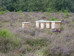 Trees, beehives and purple heather on the north side of the Posbank hill