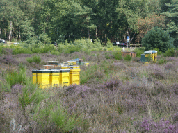 Trees, beehives and purple heather on the north side of the Posbank hill