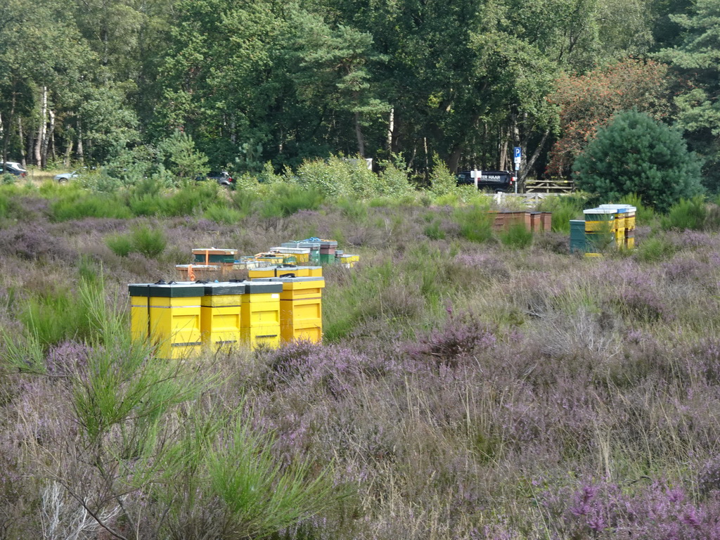 Trees, beehives and purple heather on the north side of the Posbank hill