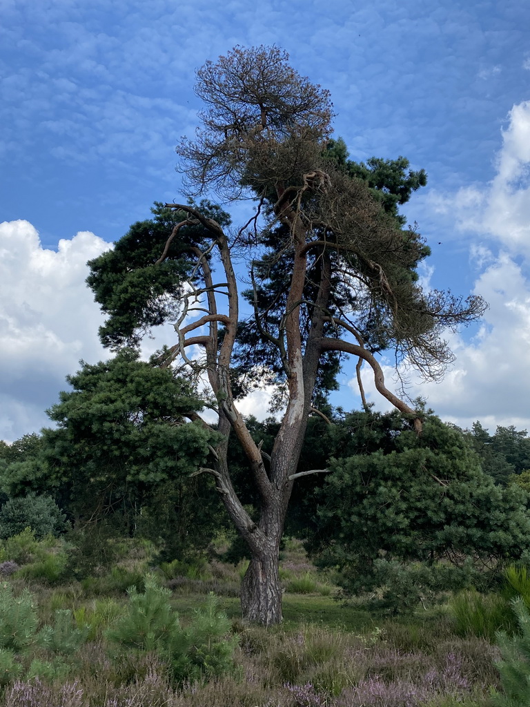 Tree on the north side of the Posbank hill