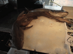 Large fish at the fish market at the Calle Beccarie Cannaregio street