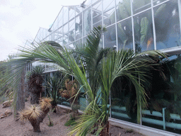 Palm trees outside the Tropical Treasures building at the Education and Innovation section