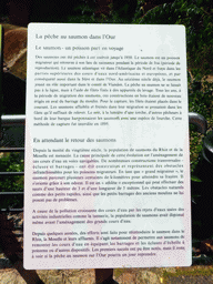 Information on salmon fishing in the Our river, at the Rue Victor Hugo street