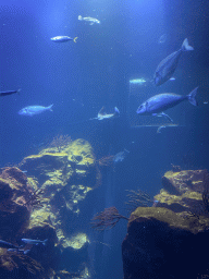 Fishes and Stingrays at the ground floor of the Haus des Meeres aquarium