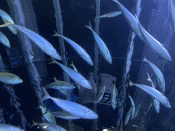 Freshwater Fishes at the ground floor of the Haus des Meeres aquarium