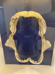 Tiger Shark skull at the ground floor of the Haus des Meeres aquarium, with explanation