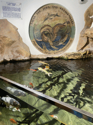 Fishes at the Koi Tank at the ground floor of the Haus des Meeres aquarium
