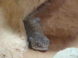 Western Shingleback at the first floor of the Haus des Meeres aquarium