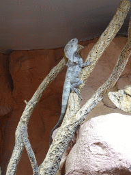 Frill-Necked Lizard at the first floor of the Haus des Meeres aquarium