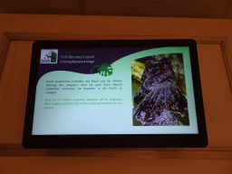 Explanation on the Frill-Necked Lizard at the first floor of the Haus des Meeres aquarium