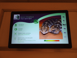 Explanation on the Western Shingleback at the first floor of the Haus des Meeres aquarium