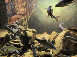 Fishes at the first floor of the Haus des Meeres aquarium