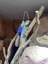 Zookeeper feeding the Frill-Necked Lizard at the first floor of the Haus des Meeres aquarium