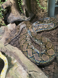 Snake at the first floor of the Haus des Meeres aquarium