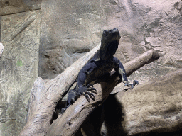 Lace Monitor at the first floor of the Haus des Meeres aquarium