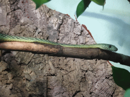 Mamba at the first floor of the Haus des Meeres aquarium