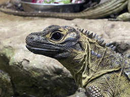 Philippine Sailfin Lizard at the first floor of the Haus des Meeres aquarium