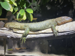 Caiman Lizard at the first floor of the Haus des Meeres aquarium