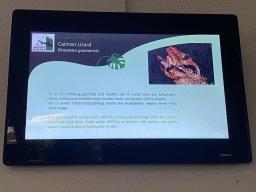Explanation on the Caiman Lizard at the first floor of the Haus des Meeres aquarium