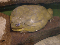 African Bullfrog at the first floor of the Haus des Meeres aquarium