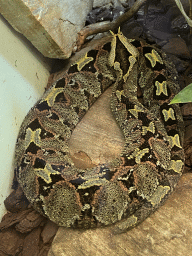 Butterfly Viper at the first floor of the Haus des Meeres aquarium