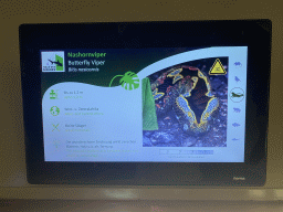 Explanation on the Butterfly Viper at the first floor of the Haus des Meeres aquarium