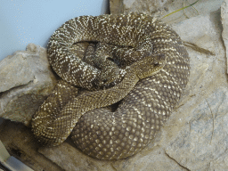 Uracoan Rattlesnake at the first floor of the Haus des Meeres aquarium