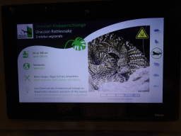 Explanation on the Uracoan Rattlesnake at the first floor of the Haus des Meeres aquarium