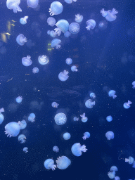 Cannonball Jellyfishes at the second floor of the Haus des Meeres aquarium