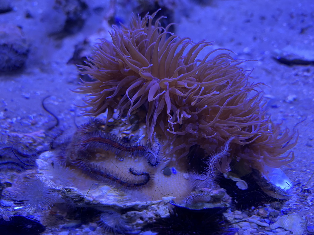 Sea Anemones at the second floor of the Haus des Meeres aquarium