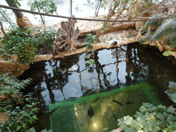 Crocodile, turtles and fishes at the Crocodile Park at the second floor of the Haus des Meeres aquarium, viewed from the Tropical House