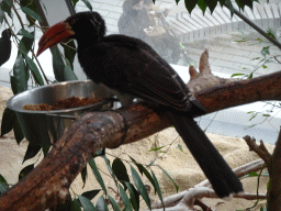 Bird at the Tropical House at the second floor of the Haus des Meeres aquarium