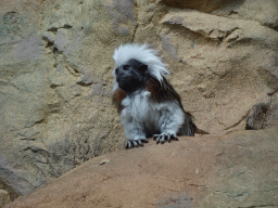 Cotton-top Tamarin at the Tropical House at the second floor of the Haus des Meeres aquarium