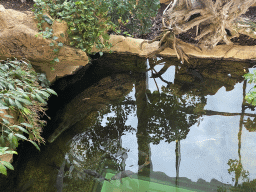 Crocodile and fishes at the Crocodile Park at the second floor of the Haus des Meeres aquarium, viewed from the Tropical House