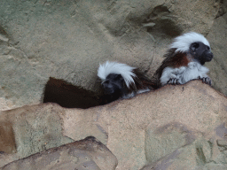 Cotton-top Tamarins at the Tropical House at the second floor of the Haus des Meeres aquarium
