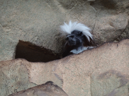 Cotton-top Tamarin at the Tropical House at the second floor of the Haus des Meeres aquarium