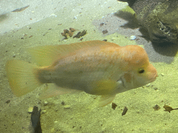 Midas Cichlid at the third floor of the Haus des Meeres aquarium