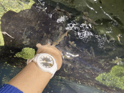 Miaomiao with Doctor Fish at the third floor of the Haus des Meeres aquarium