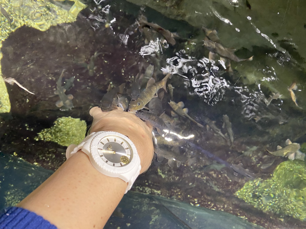 Miaomiao with Doctor Fish at the third floor of the Haus des Meeres aquarium