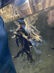 Max with Doctor Fish at the third floor of the Haus des Meeres aquarium, viewed from underwater