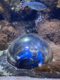 Max in an underwater dome and fishes at the third floor of the Haus des Meeres aquarium