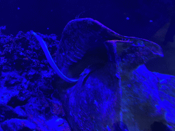 Ribbon Eel at the third floor of the Haus des Meeres aquarium