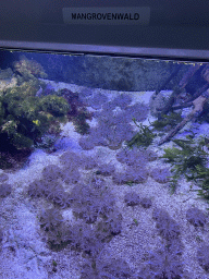 Sea Anemones at the third floor of the Haus des Meeres aquarium