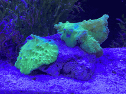 Coral at the third floor of the Haus des Meeres aquarium