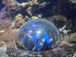 Max in an underwater dome and fishes at the third floor of the Haus des Meeres aquarium