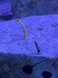Spotted Garden Eels at the third floor of the Haus des Meeres aquarium