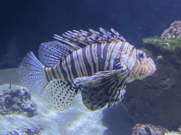 Lionfish at the third floor of the Haus des Meeres aquarium