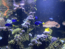 Fishes at the third floor of the Haus des Meeres aquarium